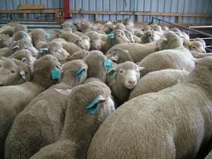 National Stud Flock rams