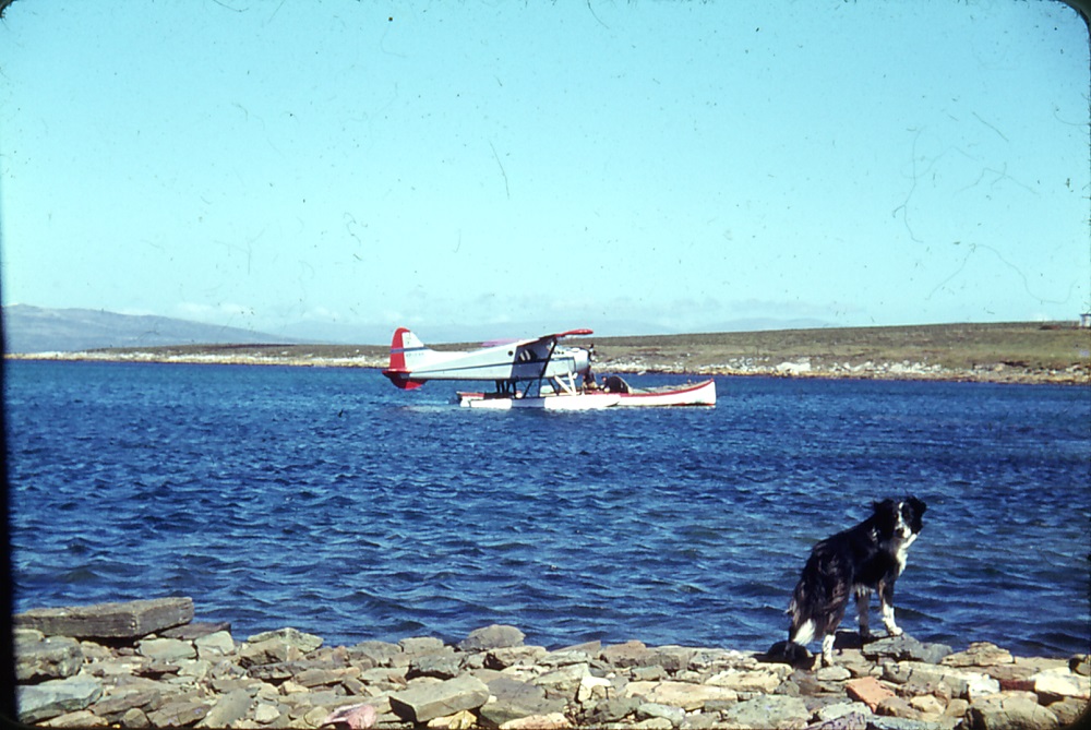 Saunders Islands Beaver