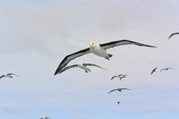 Albatros