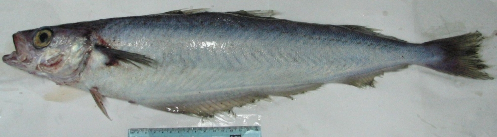 Blue Whiting