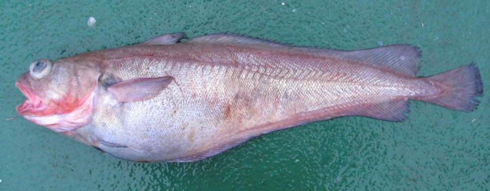 Red Cod