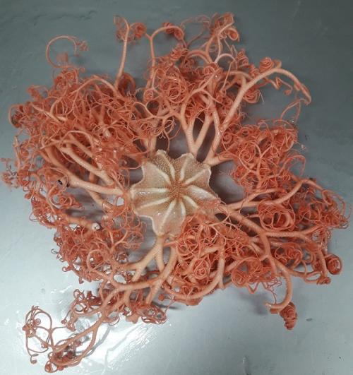 Starfish