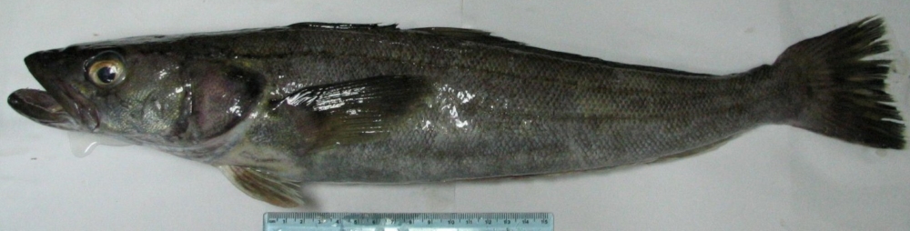 Toothfish1