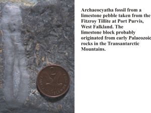 Fig.10. Archaeocyatha fossils 