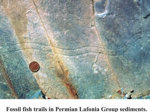 Fig.11. Fossilized fish trails