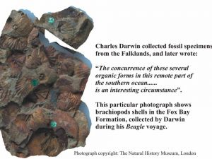 Fig.9. Charles Darwins fossils Courtesy of the Natural History Museum London