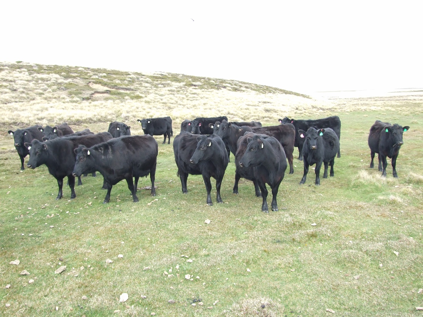 Cow1