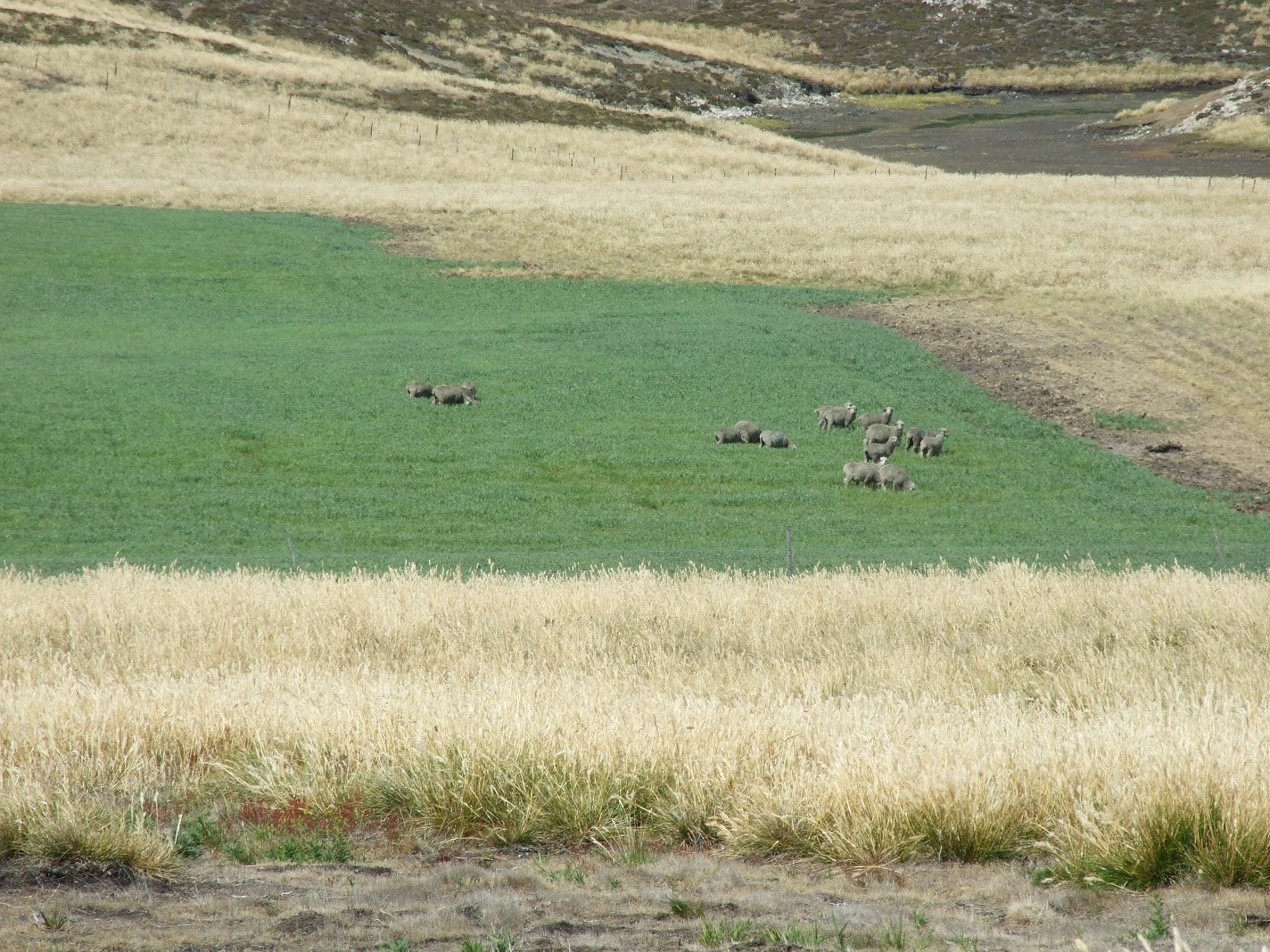 Crop1
