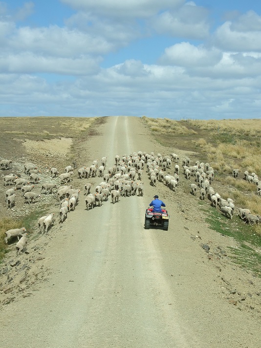 Sheep3