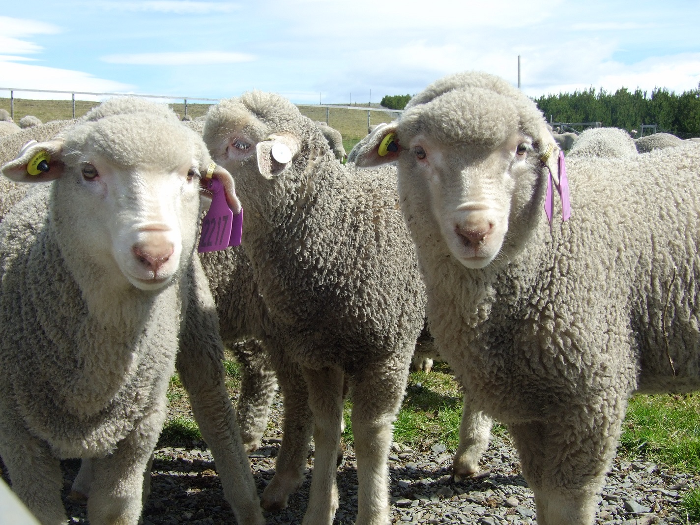 Sheep1