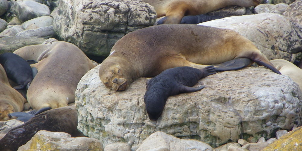 Cape Dolphin Seals